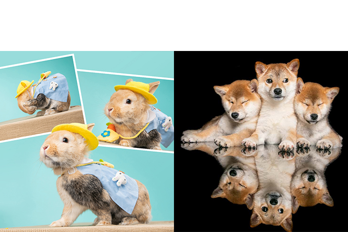 室內寵物攝影套餐 HK$1,288 (原價︰HK$3,688)	2位小毛孩	15款數碼檔案	90分鐘拍攝時段	SENS精美8R相架一個連絨面相片一張	所有原創場景＋3個視覺藝術特色攝影	豁免星期六、日